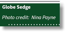 Globe Sedge Photo credit: Nina Payne 