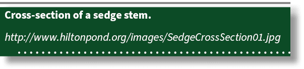 Cross section of a sedge stem. http://www.hiltonpond.org/images/SedgeCrossSection01.jpg 