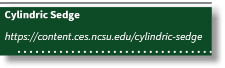 Cylindric Sedge https://content.ces.ncsu.edu/cylindric sedge 