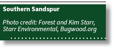 Southern Sandspur Photo credit: Forest and Kim Starr, Starr Environmental, Bugwood.org 