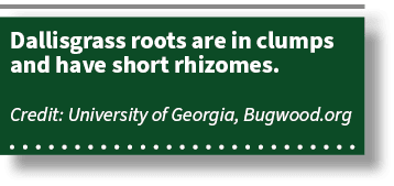 Dallisgrass roots are in clumps and have short rhizomes. Credit: University of Georgia, Bugwood.org 