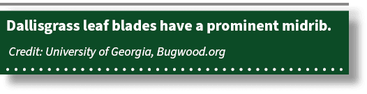 Dallisgrass leaf blades have a prominent midrib. Credit: University of Georgia, Bugwood.org 