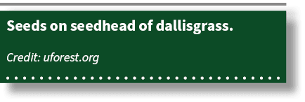 Seeds on seedhead of dallisgrass. Credit: uforest.org 