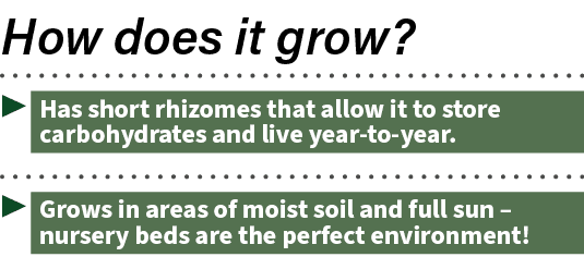▶ Has short rhizomes that allow it to store carbohydrates and live year to year. ▶ Grows in areas of moist soil and f...