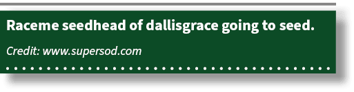 Raceme seedhead of dallisgrace going to seed. Credit: www.supersod.com 
