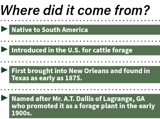 ▶ Native to South America ▶ Introduced in the U.S. for cattle forage ▶ First brought into New Orleans and found in Te...