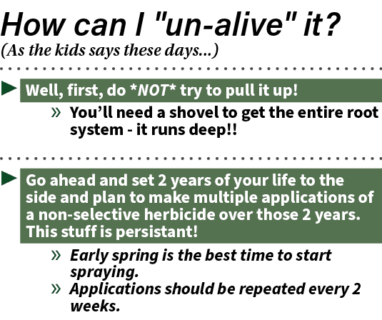 ▶ Well, first, do *NOT* try to pull it up! » You’ll need a shovel to get the entire root system it runs deep!! ▶ Go a...