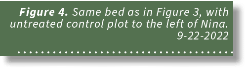 Figure 4. Same bed as in Figure 3, with untreated control plot to the left of Nina. 9 22 2022 