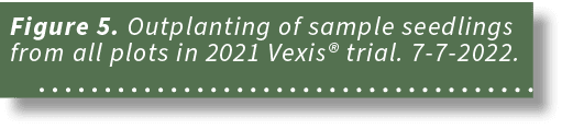 Figure 5. Outplanting of sample seedlings from all plots in 2021 Vexis® trial. 7 7 2022. 