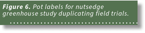 Figure 6. Pot labels for nutsedge greenhouse study duplicating field trials. 