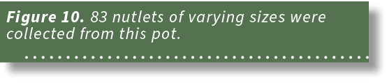 Figure 10. 83 nutlets of varying sizes were collected from this pot. 