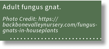 Adult fungus gnat. Photo Credit: https://backbonevalleynursery.com/fungus gnats in houseplants 