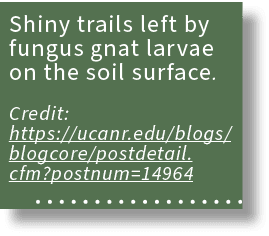Shiny trails left by fungus gnat larvae on the soil surface. Credit: https://ucanr.edu/blogs/blogcore/postdetail.cfm?...