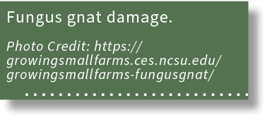 Fungus gnat damage. Photo Credit: https://growingsmallfarms.ces.ncsu.edu/growingsmallfarms fungusgnat/ 