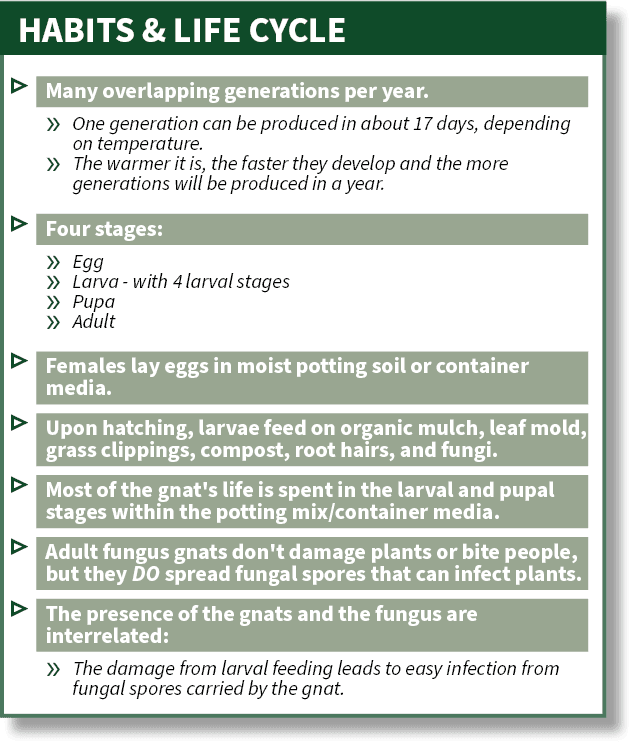 HABITS & LIFE CYCLE,▷ Many overlapping generations per year. » One generation can be produced in about 17 days, depen...