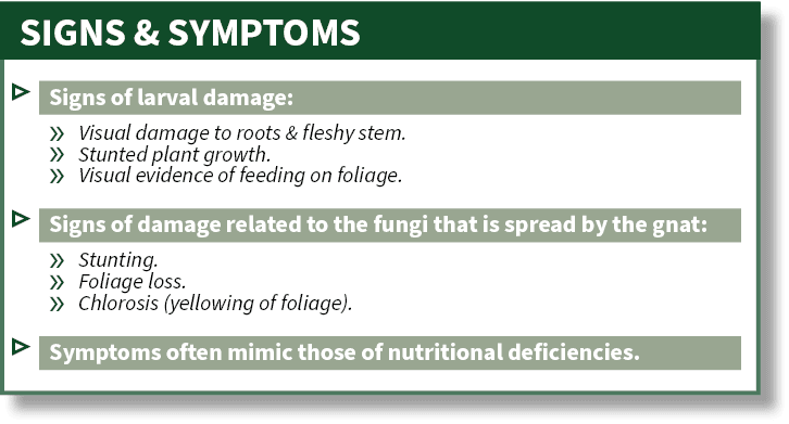 SIGNS & SYMPTOMS,▷ Signs of larval damage: » Visual damage to roots & fleshy stem. » Stunted plant growth. » Visual e...
