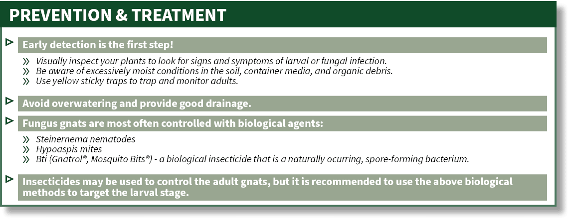 ▷ Early detection is the first step! » Visually inspect your plants to look for signs and symptoms of larval or funga...