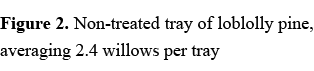 Figure 2. Non treated tray of loblolly pine, averaging 2.4 willows per tray 