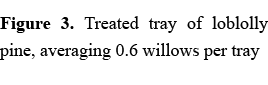 Figure 3. Treated tray of loblolly pine, averaging 0.6 willows per tray