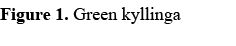 Figure 1. Green kyllinga