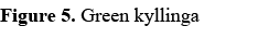 Figure 5. Green kyllinga