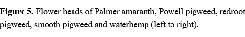 Figure 5. Flower heads of Palmer amaranth, Powell pigweed, redroot pigweed, smooth pigweed and waterhemp (left to rig...