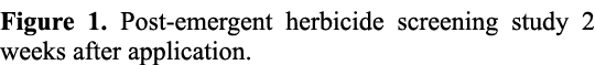 Figure 1. Post emergent herbicide screening study 2 weeks after application.