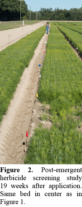 Figure 2. Post emergent herbicide screening study 19 weeks after application. Same bed in center as in Figure 1