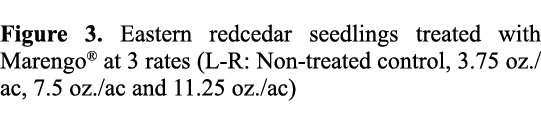 Figure 3. Eastern redcedar seedlings treated with Marengo® at 3 rates (L R: Non treated control, 3.75 oz./ac, 7.5 oz....