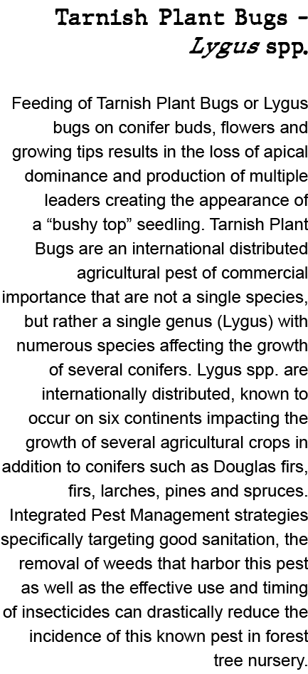 Tarnish Plant Bugs Lygus spp. Feeding of Tarnish Plant Bugs or Lygus bugs on conifer buds, flowers and growing tips r...