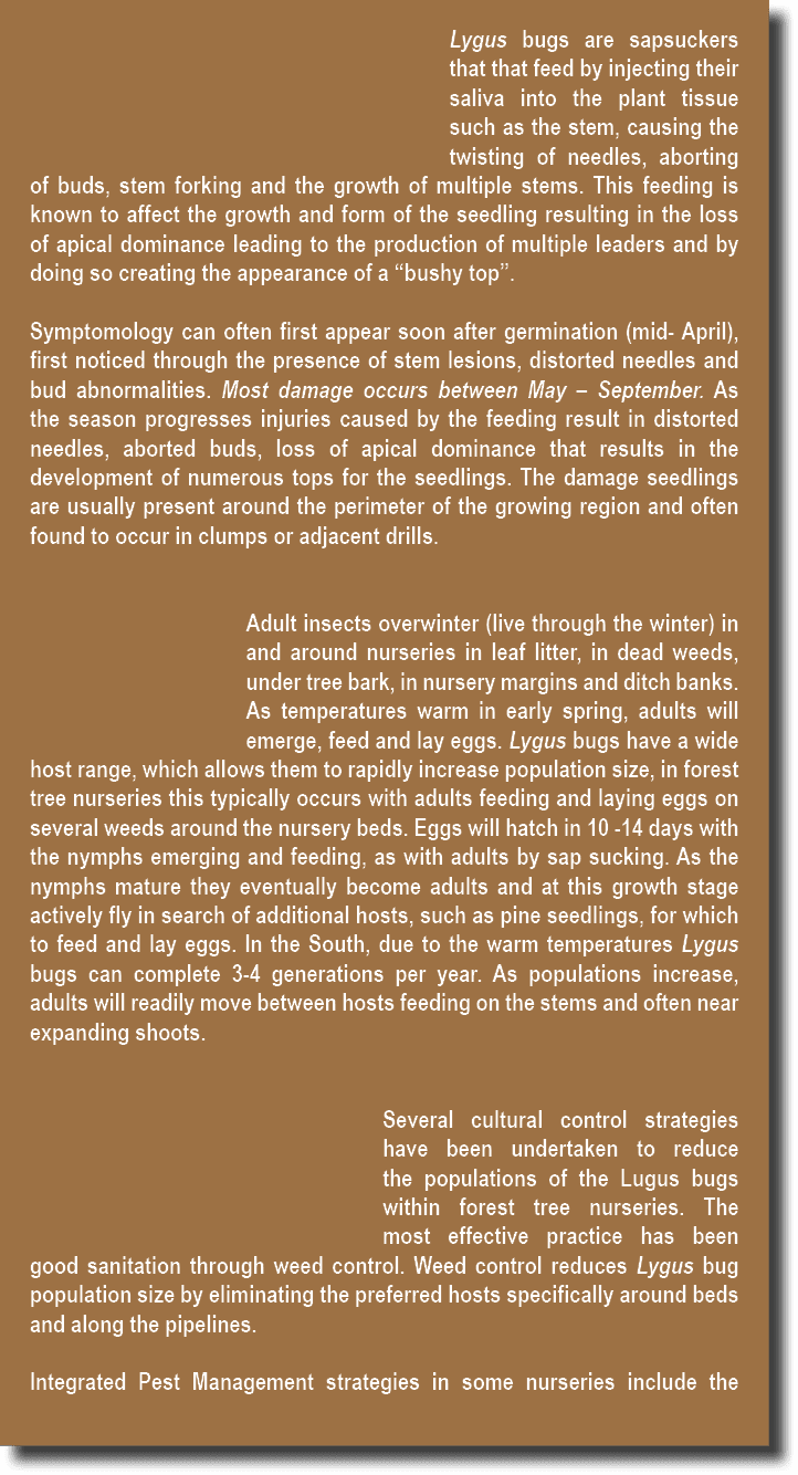 Lygus bugs are sapsuckers that that feed by injecting their saliva into the plant tissue such as the stem, causing th...