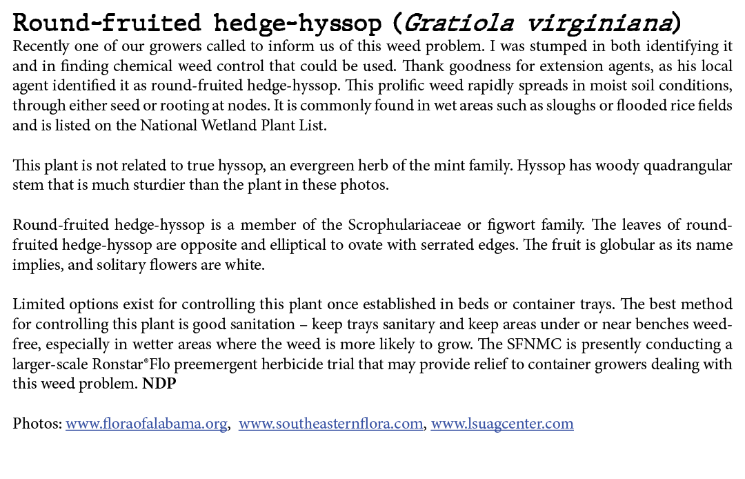 Round fruited hedge hyssop (Gratiola virginiana) Recently one of our growers called to inform us of this weed problem...
