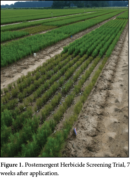 Figure 1. Postemergent Herbicide Screening Trial, 7 weeks after application