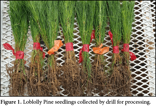 Figure 1. Loblolly Pine seedlings collected by drill for processing