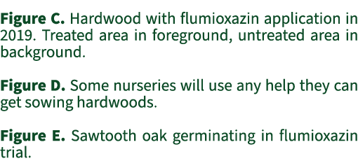 Figure C. Hardwood with flumioxazin application in 2019. Treated area in foreground, untreated area in background. Fi...