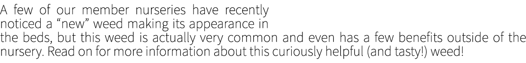 A few of our member nurseries have recently noticed a “new” weed making its appearance in the beds, but this weed is ...