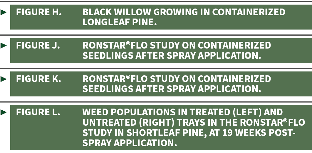 ▶ Figure H. Black willow growing in containerized longleaf pine. ▶ Figure J. Ronstar®Flo study on containerized seedl...