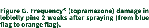 ﻿Figure G. Frequency® (topramezone) damage in loblolly pine 2 weeks after spraying (from blue flag to orange flag).