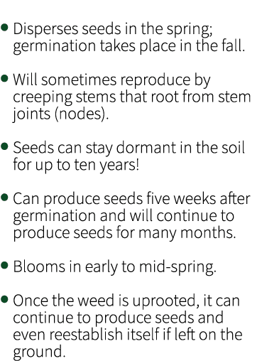 • Disperses seeds in the spring; germination takes place in the fall. • Will sometimes reproduce by creeping stems th...