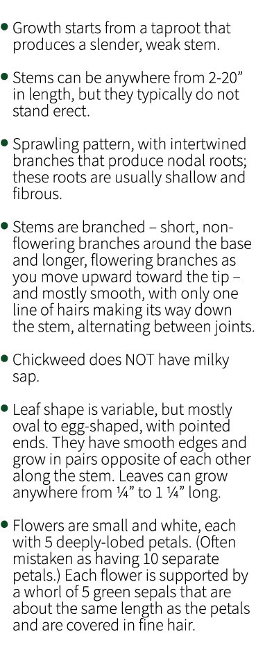 • Growth starts from a taproot that produces a slender, weak stem. • Stems can be anywhere from 2 20” in length, but ...