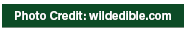﻿Photo Credit: wildedible.co