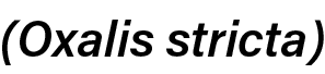 ﻿(Oxalis stricta)