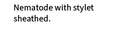 Nematode with stylet sheathed. 