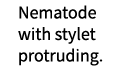Nematode with stylet protruding.