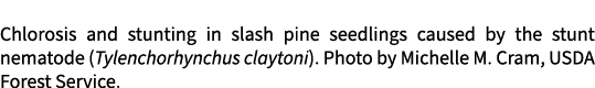 Chlorosis and stunting in slash pine seedlings caused by the stunt nematode (Tylenchorhynchus claytoni). Photo by Mic...
