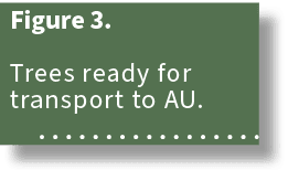 Figure 3. Trees ready for transport to AU. 