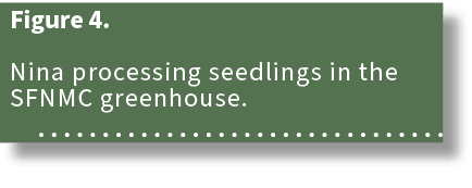 Figure 4. Nina processing seedlings in the SFNMC greenhouse. 