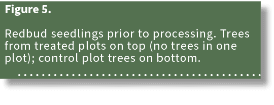 Figure 5. Redbud seedlings prior to processing. Trees from treated plots on top (no trees in one plot); control plot ...