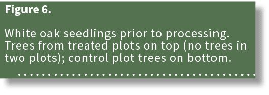 Figure 6. White oak seedlings prior to processing. Trees from treated plots on top (no trees in two plots); control p...