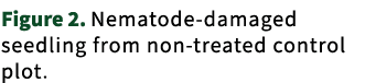 Figure 2. Nematode damaged seedling from non treated control plot.